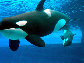 Marineland - Agrandir l'image, .JPG 232,9 KB (fenêtre modale)